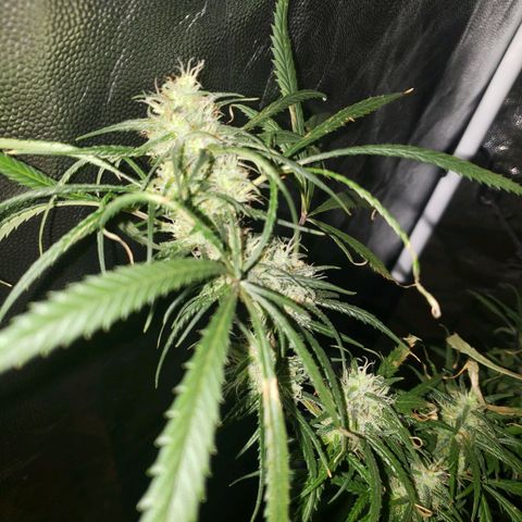 Mega Bloom Haze growlog timeline photo