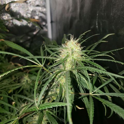 Mega Bloom Haze growlog timeline photo