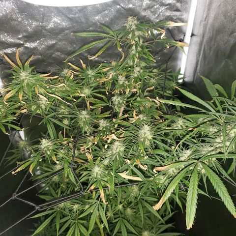 Mega Bloom Haze growlog timeline photo