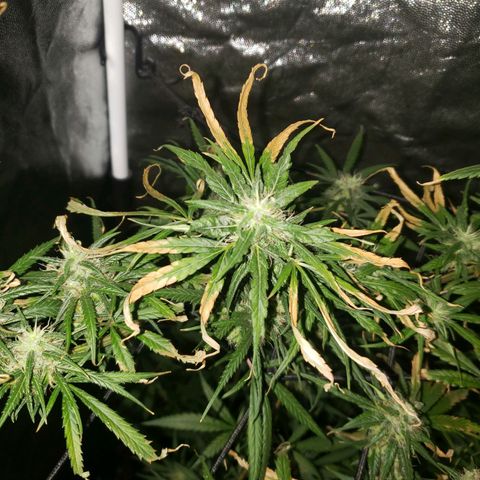 Mega Bloom Haze growlog timeline photo