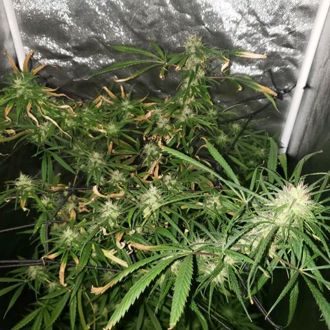 Mega Bloom Haze growlog timeline photo
