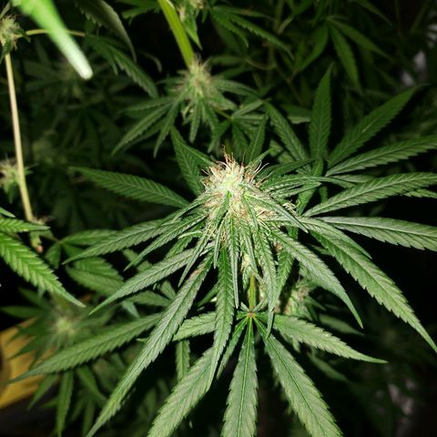 Mega Bloom Haze growlog timeline photo