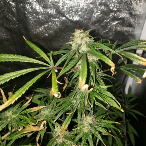Mega Bloom Haze growlog timeline photo