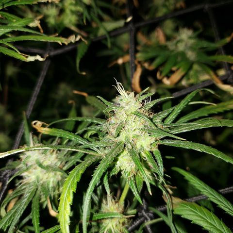 Mega Bloom Haze growlog timeline photo