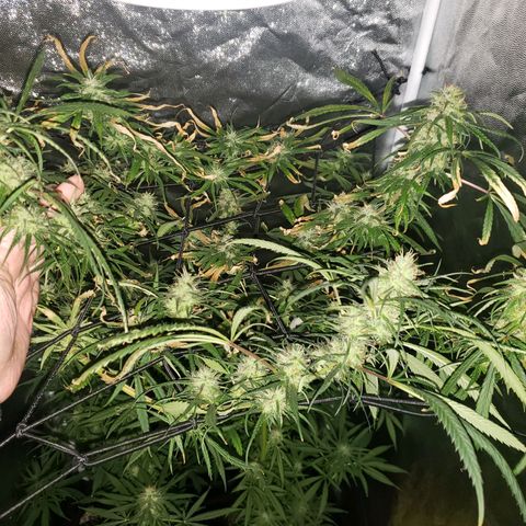 Mega Bloom Haze growlog timeline photo
