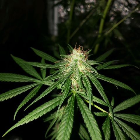 Mega Bloom Haze growlog timeline photo