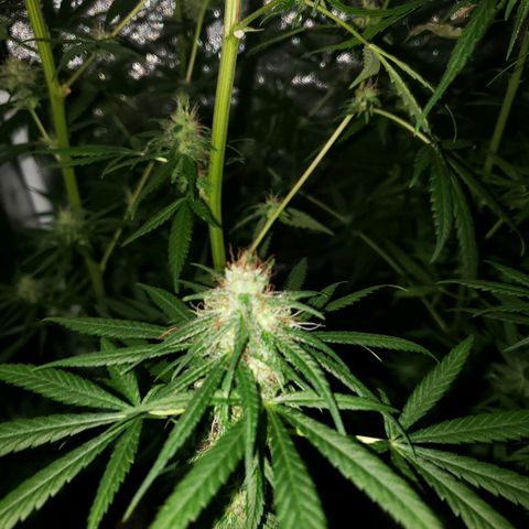 Mega Bloom Haze growlog timeline photo