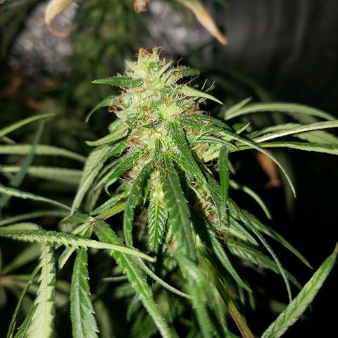 Mega Bloom Haze growlog timeline photo