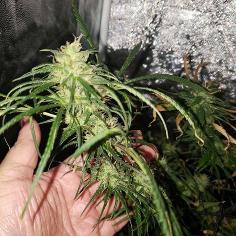 Mega Bloom Haze growlog timeline photo