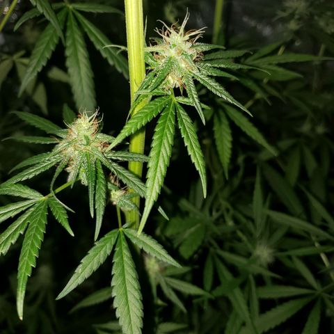 Mega Bloom Haze growlog timeline photo
