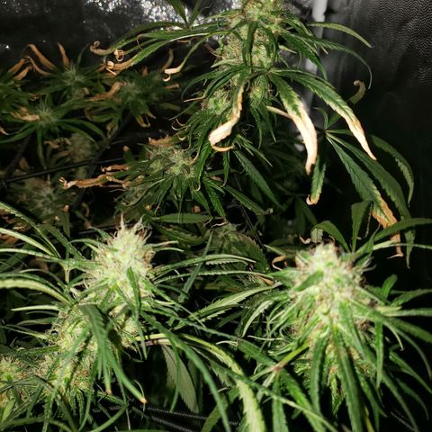 Mega Bloom Haze growlog timeline photo
