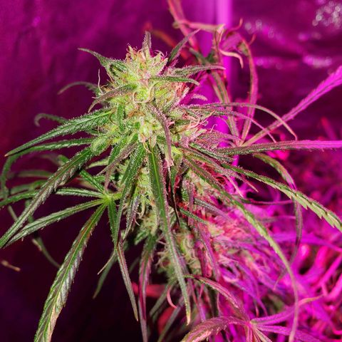 Mega Bloom Haze growlog timeline photo
