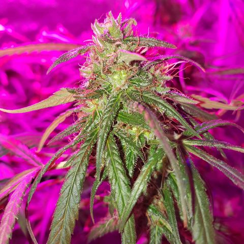 Mega Bloom Haze growlog timeline photo