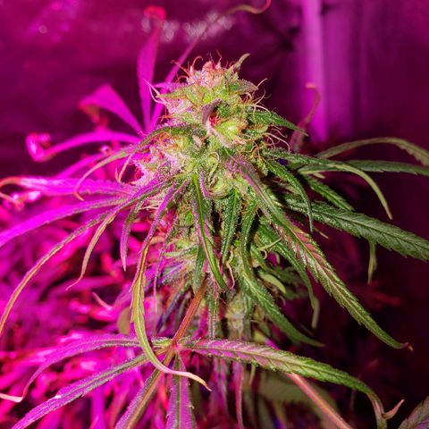 Mega Bloom Haze growlog timeline photo