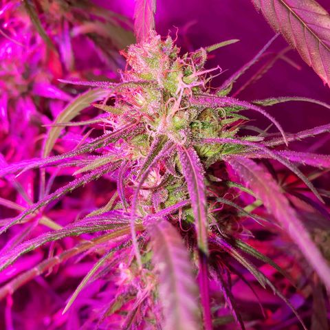 Mega Bloom Haze growlog timeline photo