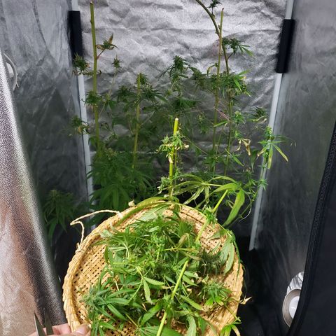 Mega Bloom Haze growlog photo: Terceira colheita
