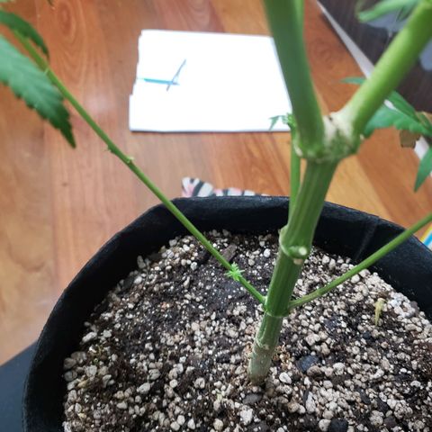 Mega Bloom Haze growlog photo: Terceira colheita
