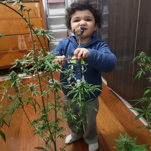 Mega Bloom Haze growlog photo: Terceira colheita