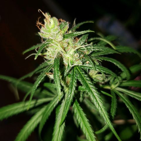 Mega Bloom Haze growlog photo: Terceira colheita
