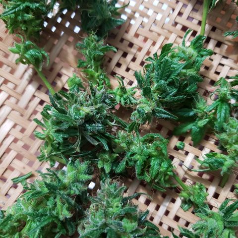 Mega Bloom Haze growlog photo: Terceira colheita