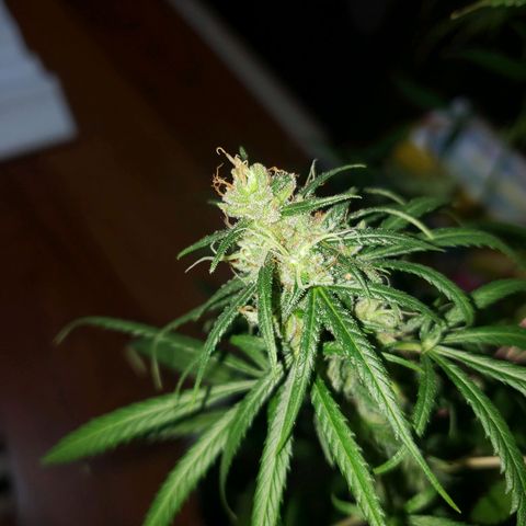 Mega Bloom Haze growlog photo: Terceira colheita
