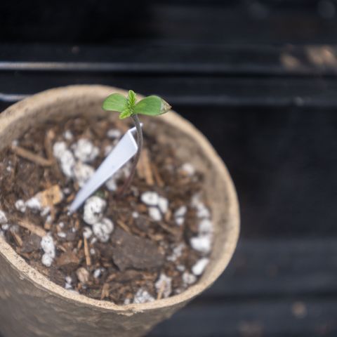 California Orange Bud growlog timeline photo
