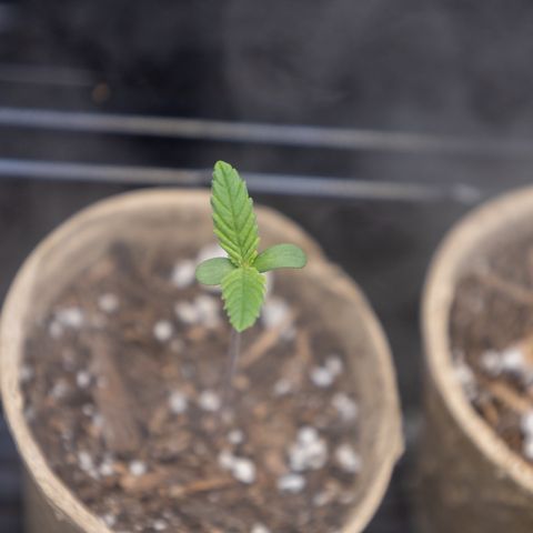 California Orange Bud growlog timeline photo