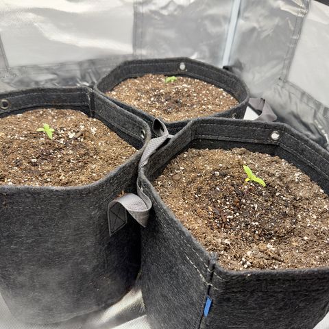 California Orange Bud growlog timeline photo