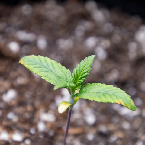 California Orange Bud growlog timeline photo