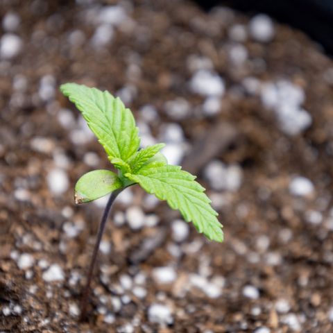California Orange Bud growlog timeline photo
