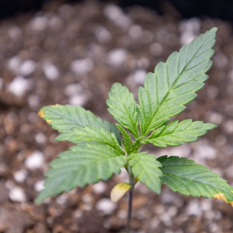 California Orange Bud growlog timeline photo