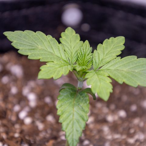 California Orange Bud growlog timeline photo