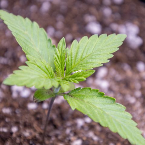 California Orange Bud growlog timeline photo