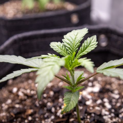 California Orange Bud growlog timeline photo