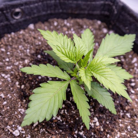 California Orange Bud growlog timeline photo