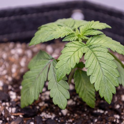 California Orange Bud growlog timeline photo