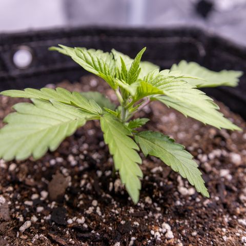 California Orange Bud growlog timeline photo