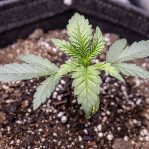 California Orange Bud growlog timeline photo