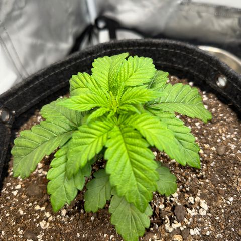 California Orange Bud growlog photo: One of the plants showing signs of nutrient toxicity. Will try 1/2 dose of nutrients next week 