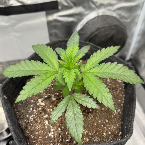 California Orange Bud growlog photo: One of the plants showing signs of nutrient toxicity. Will try 1/2 dose of nutrients next week 