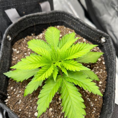 California Orange Bud growlog photo: One of the plants showing signs of nutrient toxicity. Will try 1/2 dose of nutrients next week 