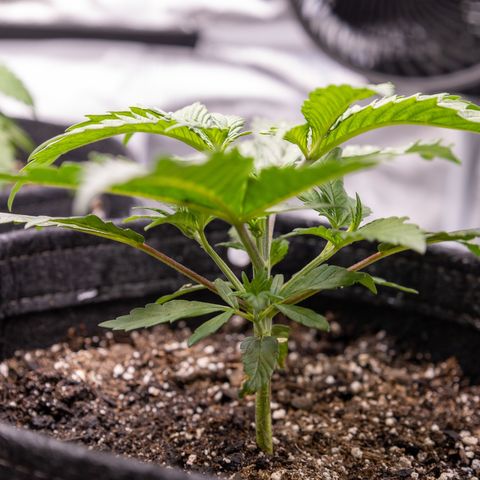 California Orange Bud growlog timeline photo