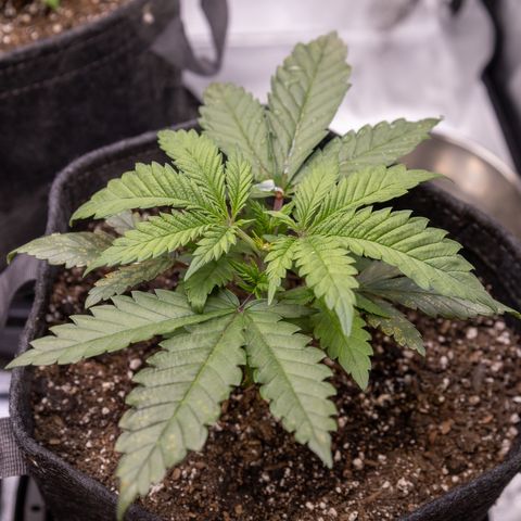 California Orange Bud growlog timeline photo