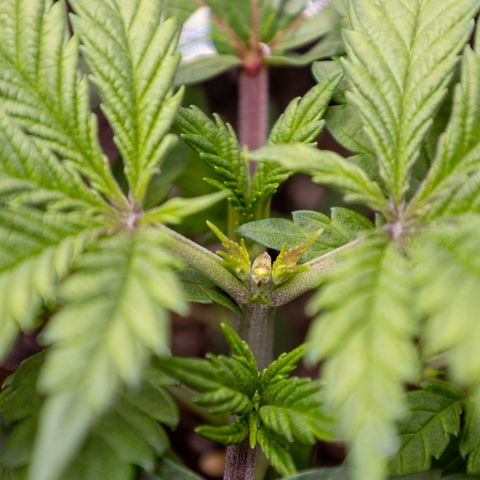 California Orange Bud growlog timeline photo