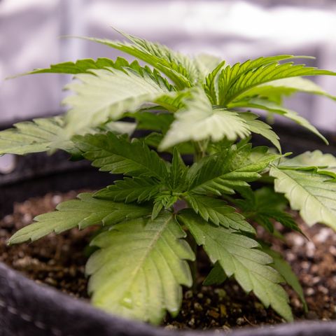 California Orange Bud growlog timeline photo