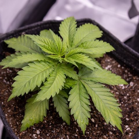 California Orange Bud growlog timeline photo