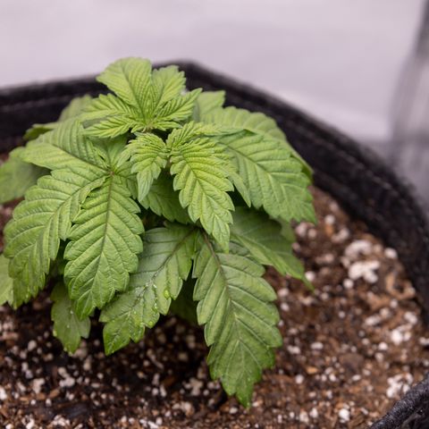 California Orange Bud growlog timeline photo
