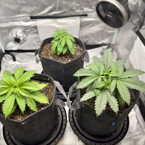 California Orange Bud growlog timeline photo