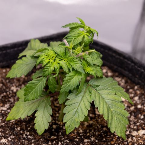 California Orange Bud growlog photo: 1st trimming. Lots of new stems forming after FIM