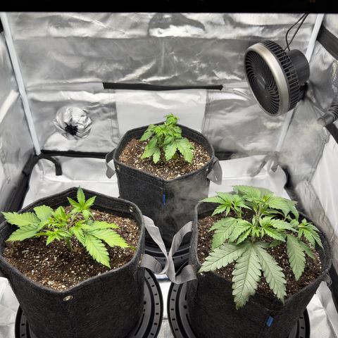 California Orange Bud growlog photo: 1st trimming. Lots of new stems forming after FIM